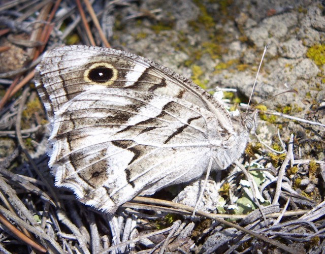 Spagna: La regione  de Monegros, paradiso entomologico